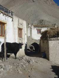 Rumbak Village: A Peaceful Escape in the Mountains Near Leh