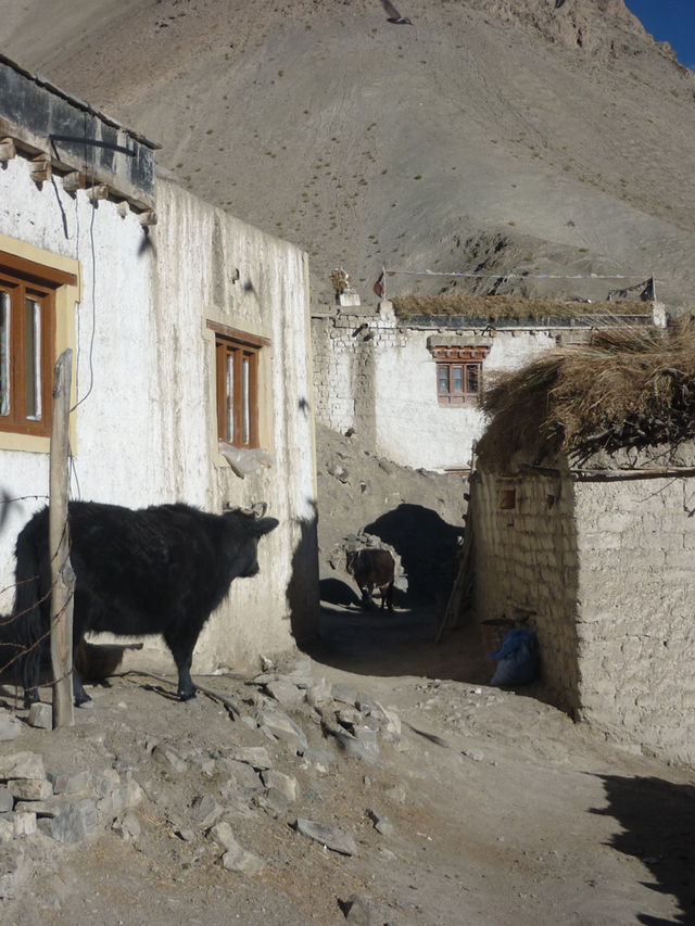 Rumbak Village: A Peaceful Escape in the Mountains Near Leh
