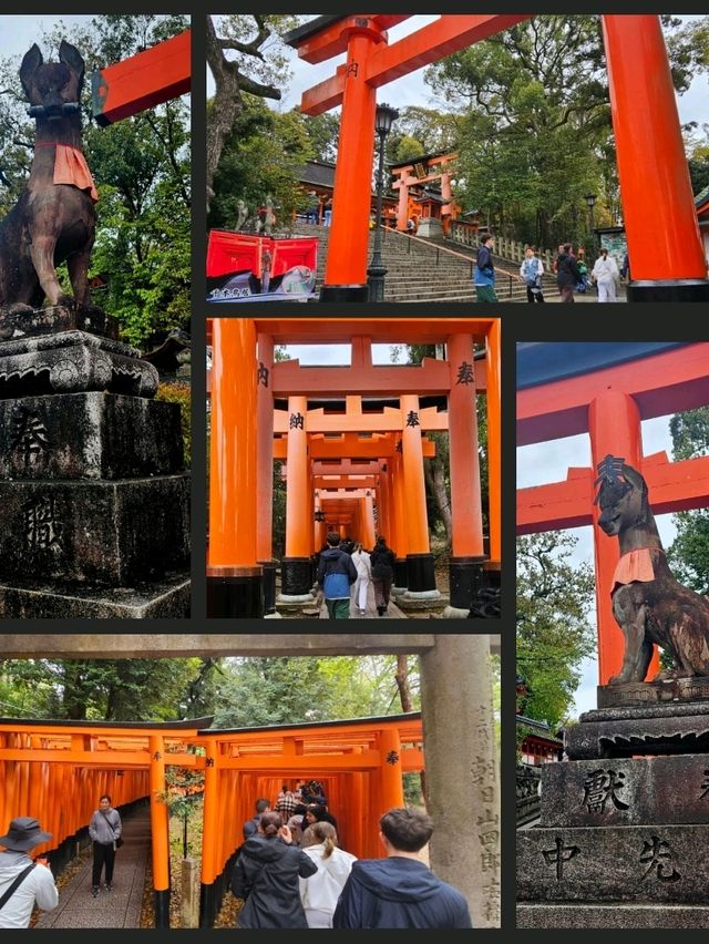 🌸 Jaw Dropping Japan - Shrines, Train Lines & Bovine.