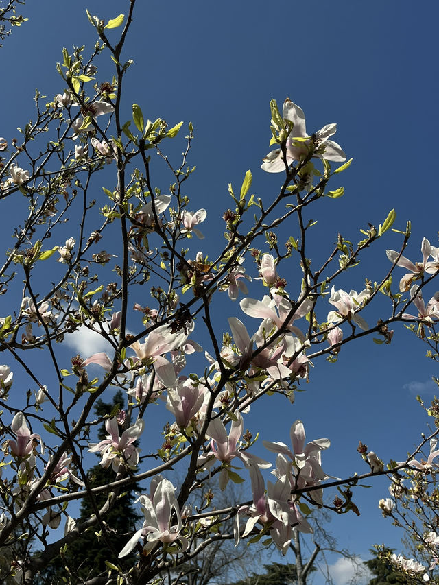 Best of spring in Madrid