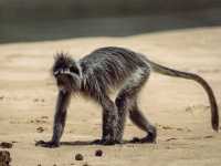 Wild Borneo Awaits: Exploring Bako National Park, Malaysia