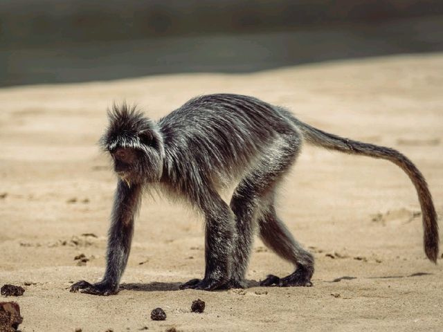 Wild Borneo Awaits: Exploring Bako National Park, Malaysia
