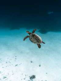 Maldives Snorkeling: Dive into a Colorful Underwater Paradise