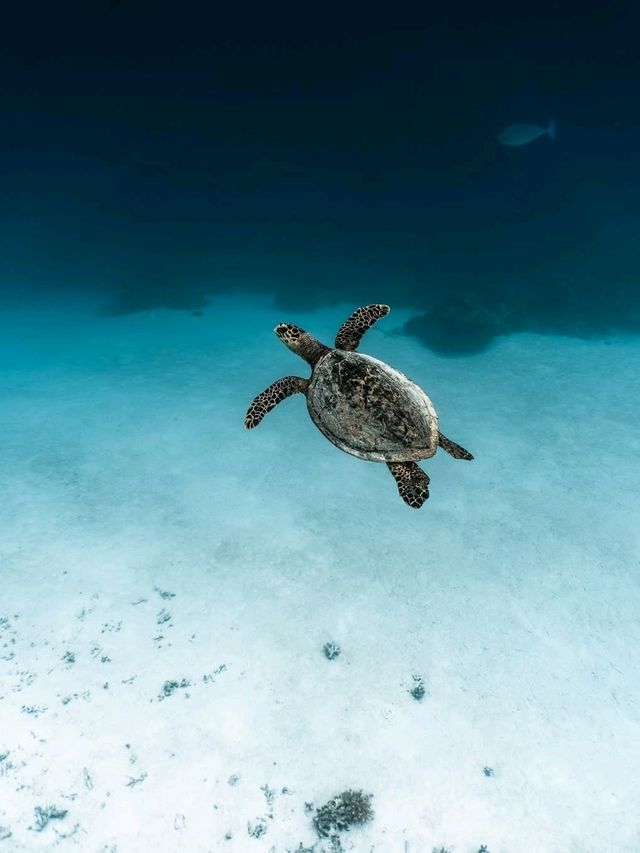 Maldives Snorkeling: Dive into a Colorful Underwater Paradise