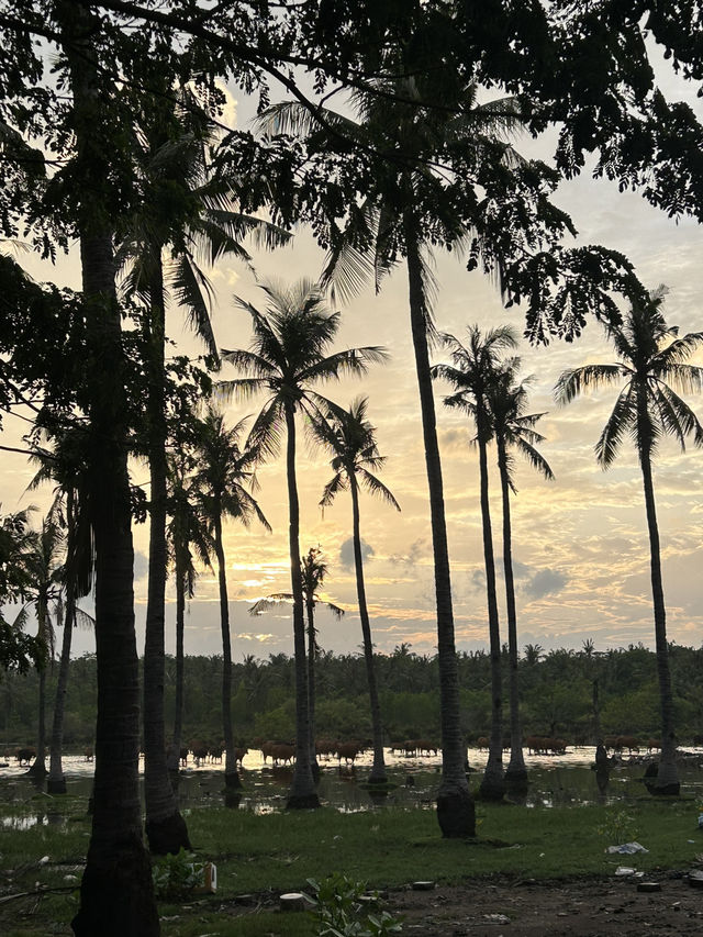 Gili Islands 100$: 3 Car-Free Islands with Turquoise Water & Soul-Healing Sunsets