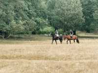 Richmond Park: Royal Nature, Wild Deer & Epic Views