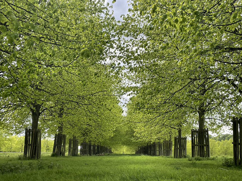 Kingston🇬🇧Nature Fix: A Royal Retreat at Home Park 🦌