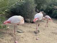 The oceanographic of Valencia