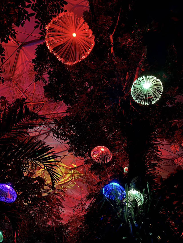 A magical introduction to a world of Christmas lights 🎄✨