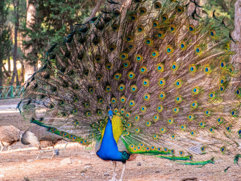 Kos 3-Day Tour: Plaka Forest, Palaio Pyli Castle, Therma Beach & Asclepieion