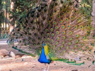 コス島 3 日間ツアー：プラカの森、パライオ ピリ城、テルマ ビーチ、アスクレピイオン