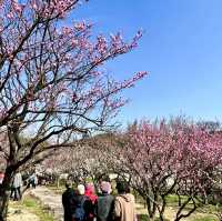 【中国・無錫梅園】種類豊富な梅が見られる　中国四大梅園のひとつ