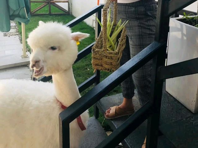 Fluffy ALPACAS in Chengdu 🇨🇳