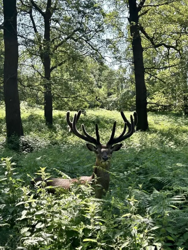 Richmond park - London