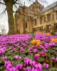 Colorful spring 🍀 - Yorkshire