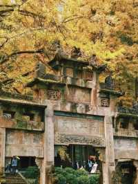 銀杏黃了｜成都周邊絕美賞景地