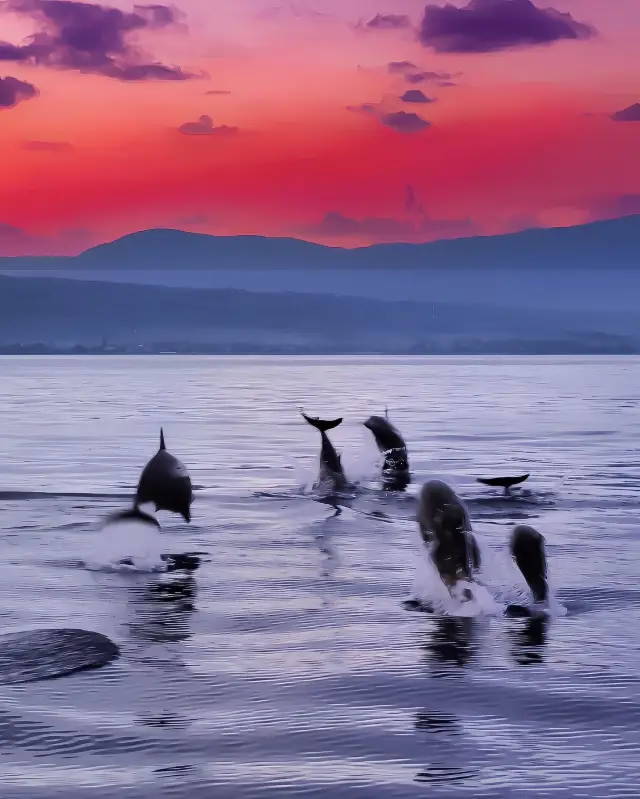 Bali | Lovina | Have you ever seen the moment when a dolphin leaps out of the water