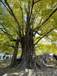 走進千年古樹公園