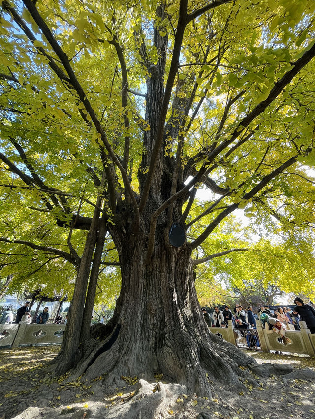 走進千年古樹公園