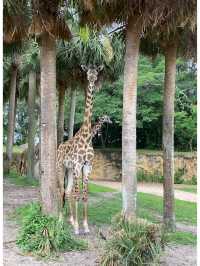 奧蘭多II迪士尼動物王國