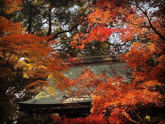 京都|北野天滿宮|日本全國天滿宮總社