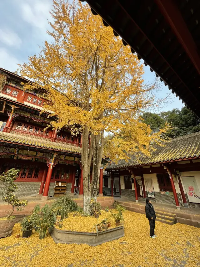 สถานที่ถ่ายภาพกิ่งไม้สักโบราณในเขตเมืองเฉิงตู