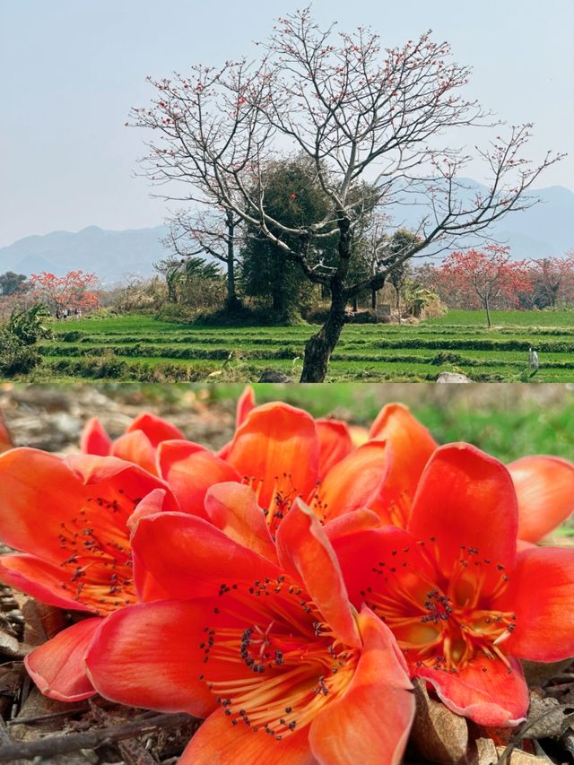 春天才有的浪漫|相約海南昌江·遊賞木棉花