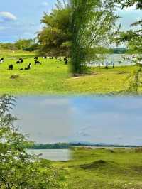 發現惠州橫歷新村露營草地，周末出遊好去處！