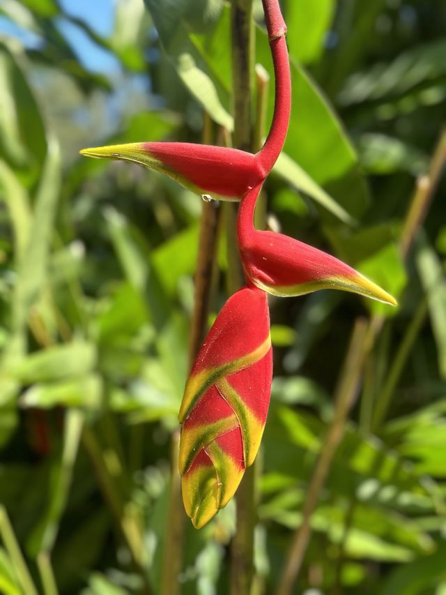 Kandy Botanical Gardens, Sri Lanka🇱🇰🌸🪷