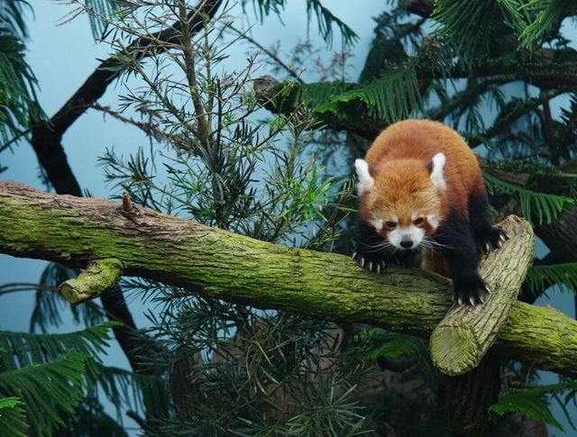 來新加坡不去逛動物園我會很傷心的