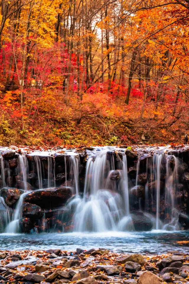 Autumn's promise: Enjoy the maple leaves with your best friend and experience the natural charm of Benxi Laobian Gully!