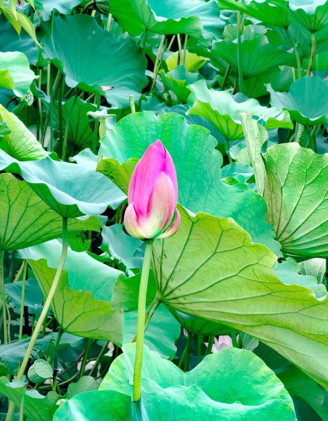 夏日賞荷,這裡的荷池別樣的美 夏日賞荷,這裡的荷池別樣的美