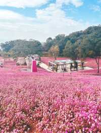 山海步道這個花海也太美了，愛死了