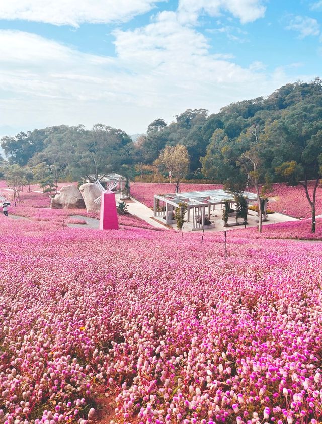 山海步道這個花海也太美了，愛死了