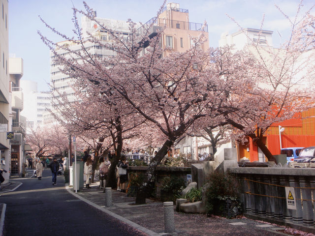 呀 和我一起走花路吧東京一小時車程就可以看到粉色海洋！