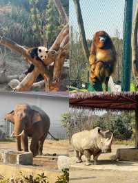 終於帶兒子來寧波野生動物園玩了