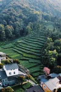 比起龍井村，我更愛來梅家坞吃茶嚐農家菜