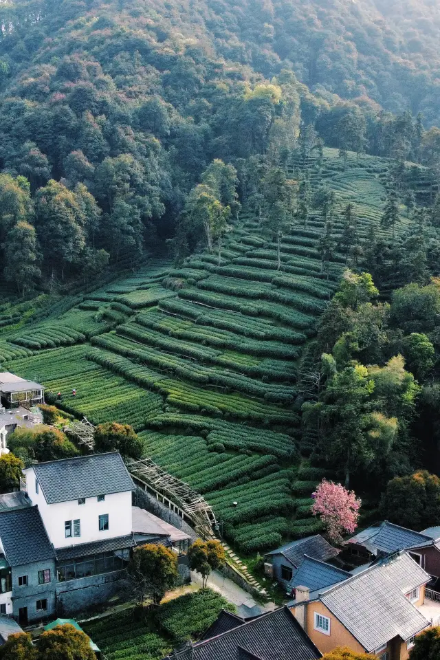 Compared to Longjing Village, I prefer to visit Meijiawu for tea and local dishes