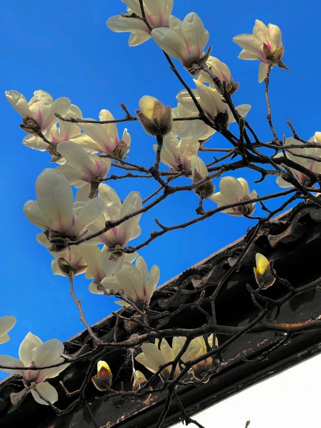 春訪蘇園，邂逅玉蘭花