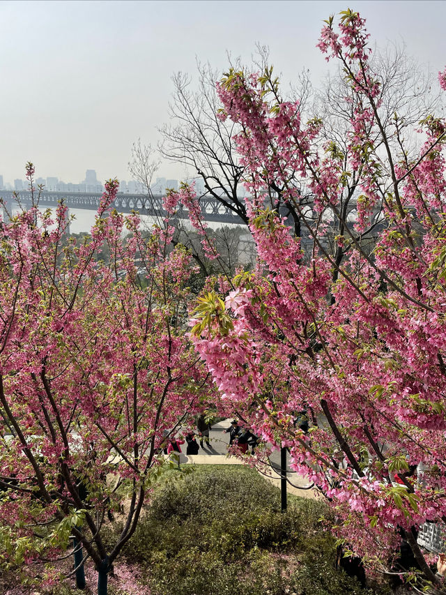 龜山公園的山櫻