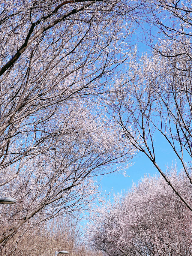 奧森北園賞桃花