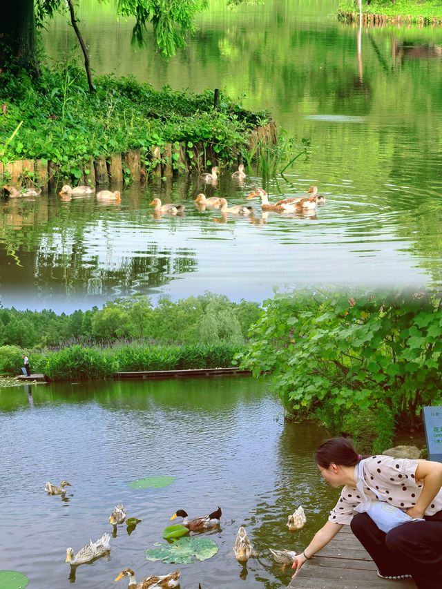 藏在濕地公園裡的寶藏民宿