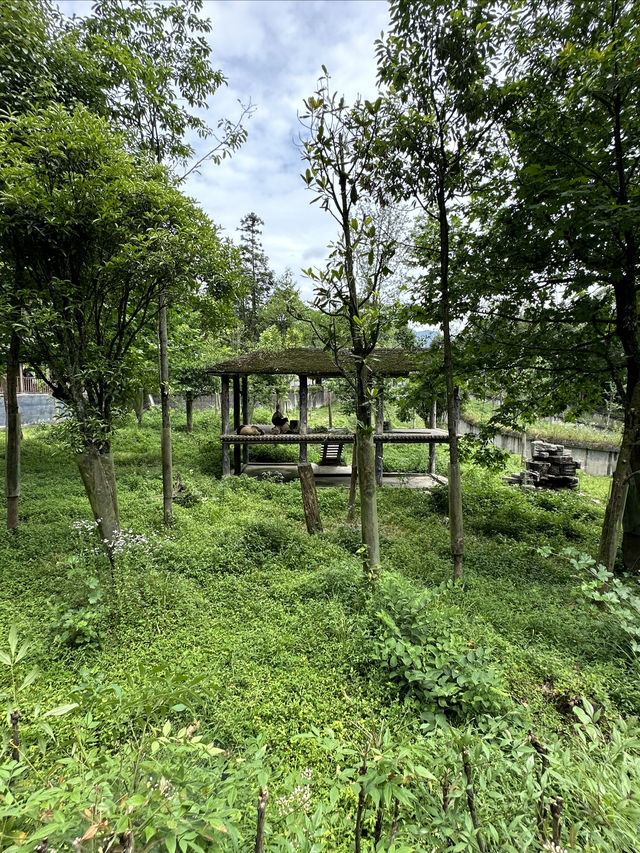 雅安碧峰峽風景區二日遊