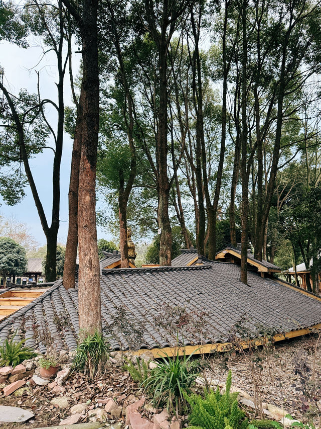 雅安黃茶村民宿，萬畝茶園裡的寶藏院子