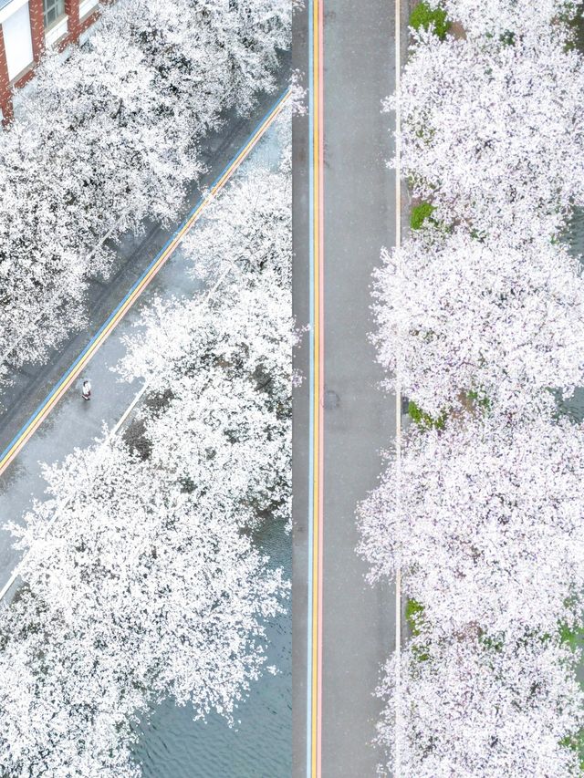 我單方面宣布，這是長沙最美的櫻花大道