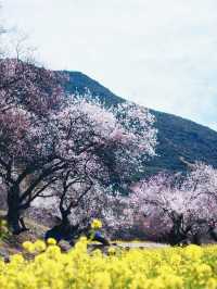 嘎拉村桃花朵朵開