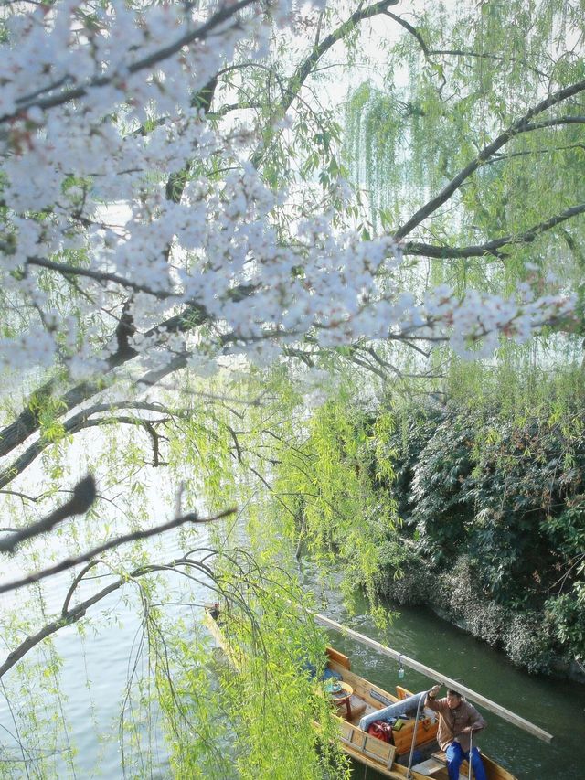 曲院風荷櫻花季：一趟沒白飛的春日之旅！