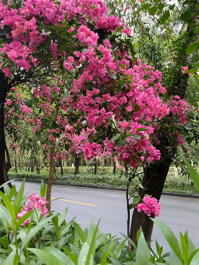 深圳拍照打卡地之最美花街｜華僑城香山中街