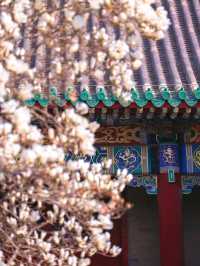 緊鄰故宮的小眾寺廟，人少景美的賞花勝地