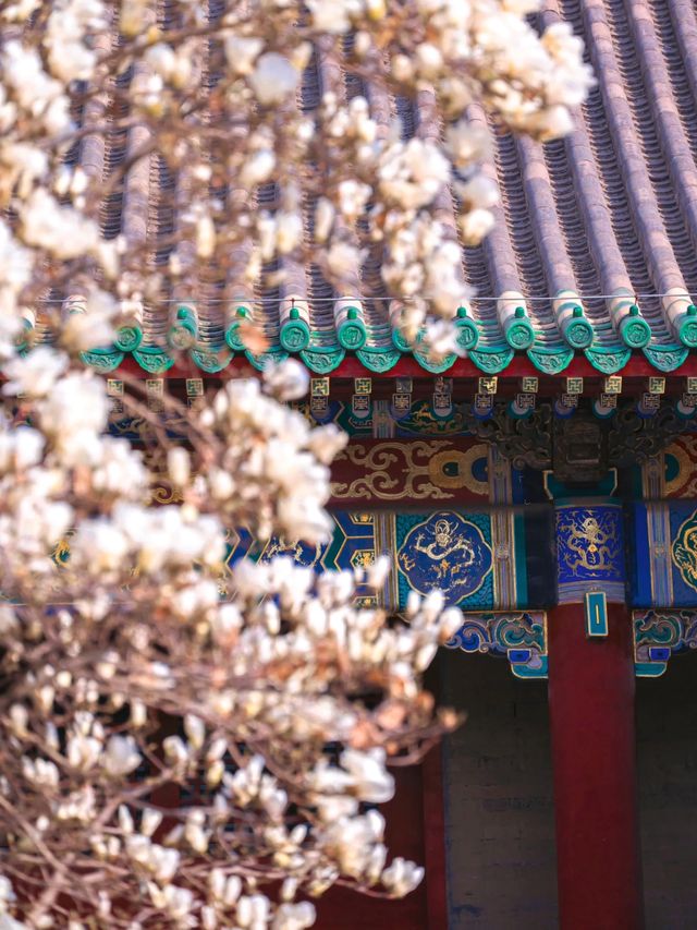 緊鄰故宮的小眾寺廟，人少景美的賞花勝地